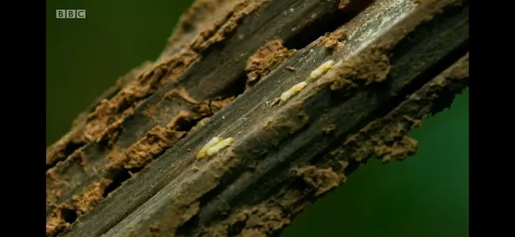 Termite sp. () as shown in Seven Worlds, One Planet - Asia